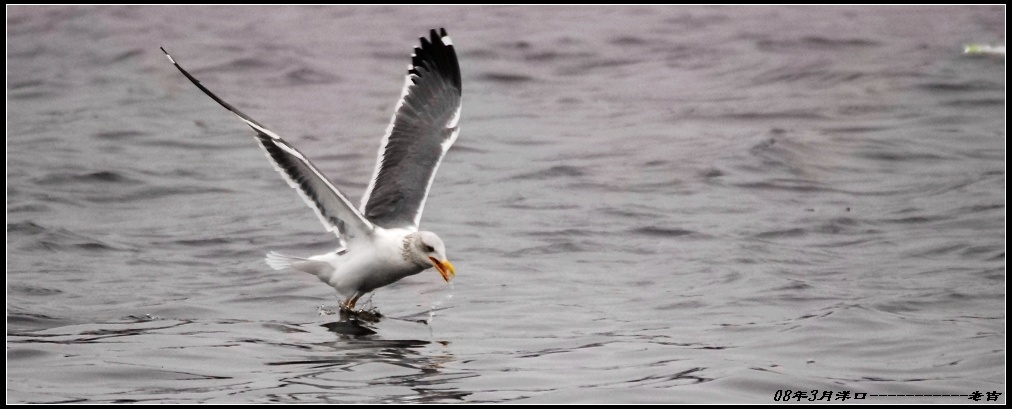[贴图]海鸥(3月16日)