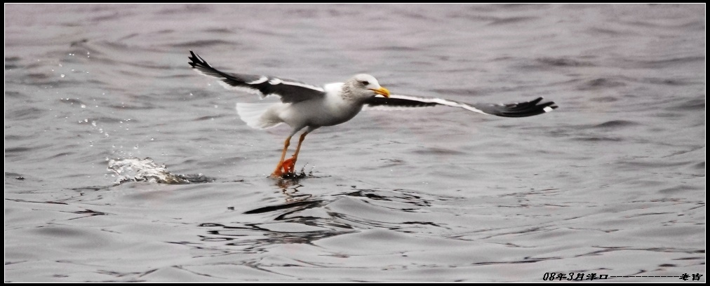 [贴图]海鸥(3月16日)