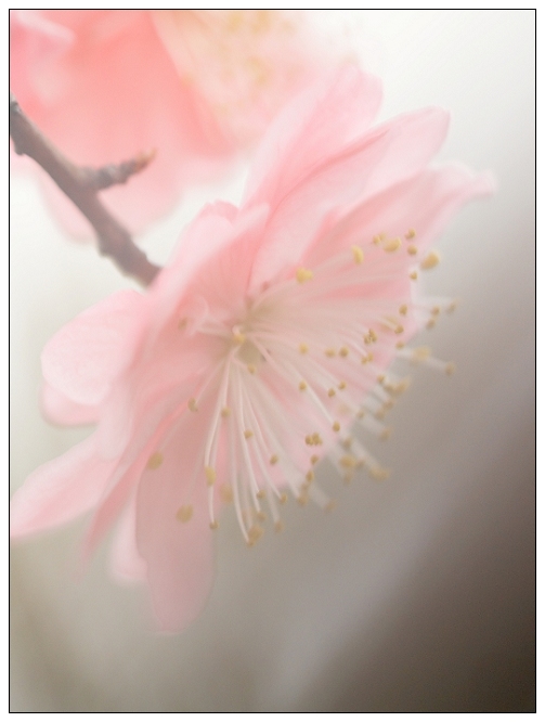 [原创]  春色@花系列