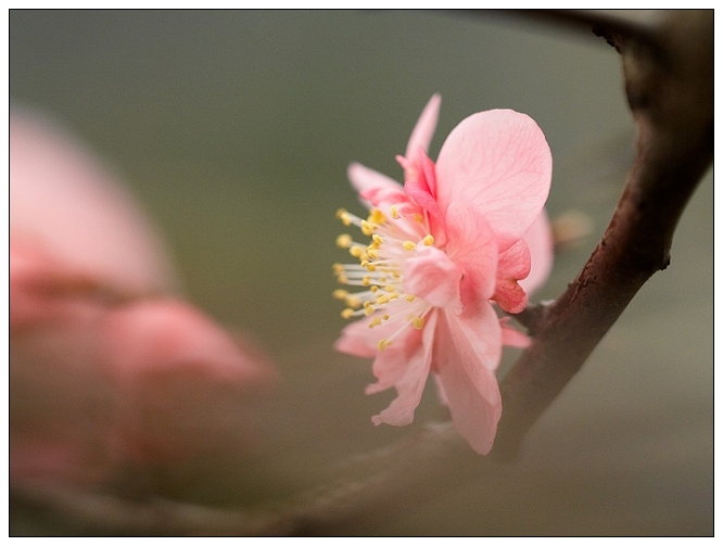 [原创]  春色@花系列