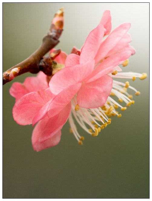 [原创]  春色@花系列