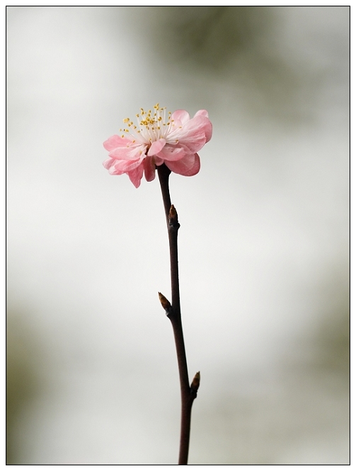[原创]  春色@花系列