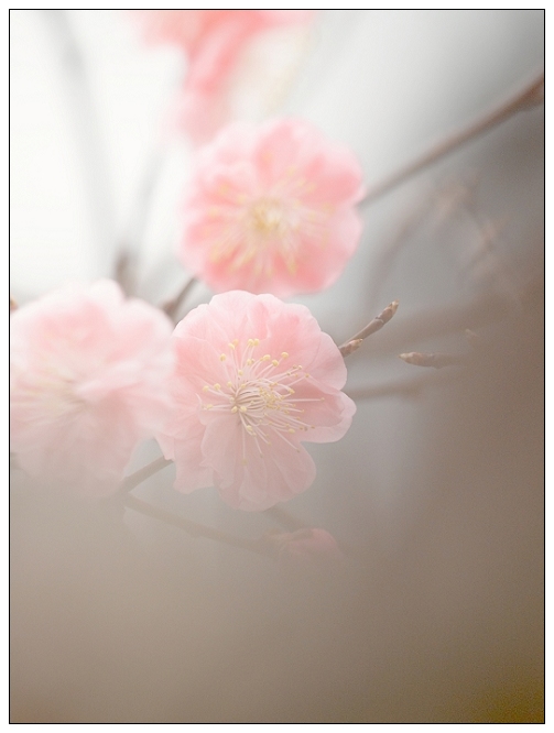 [原创]  春色@花系列