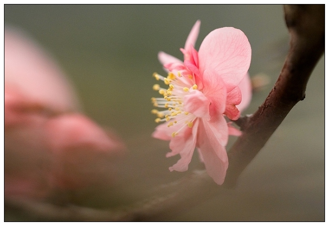 [原创]  春色@花系列