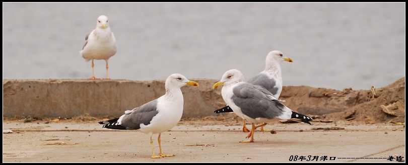 [贴图]海鸥(3月16日)