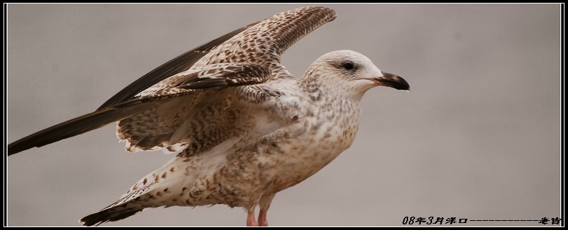 [贴图]海鸥(3月16日)