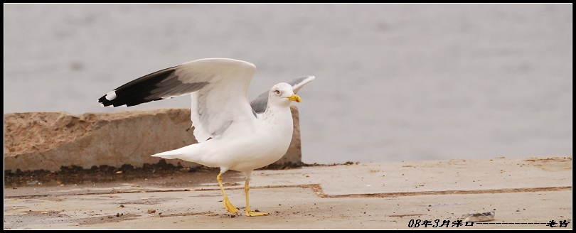 [贴图]海鸥(3月16日)
