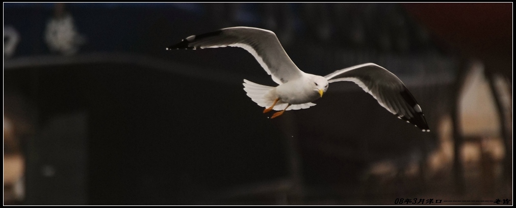 [贴图]海鸥(3月16日)