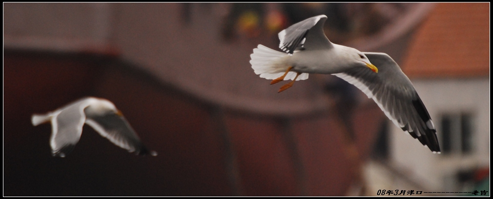 [贴图]海鸥(3月16日)