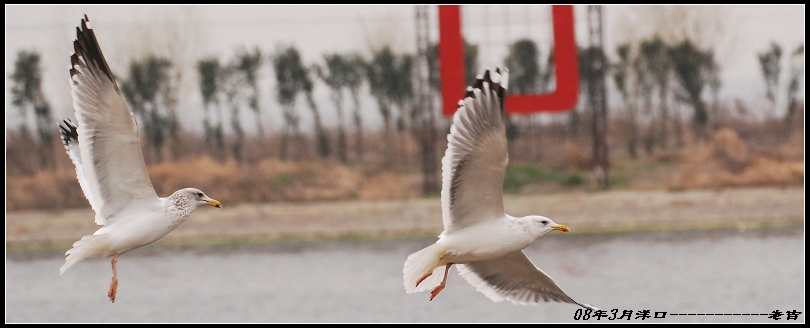 [贴图]海鸥(3月16日)