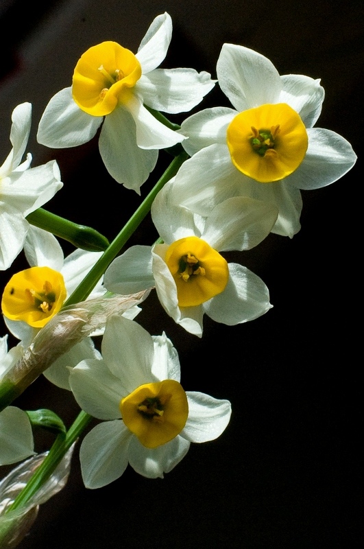 [原创]水仙（新增）