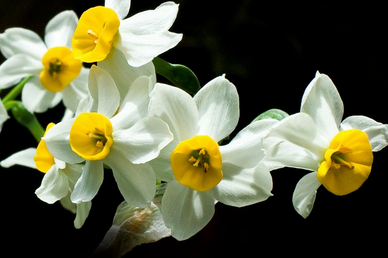 [原创]水仙（新增）