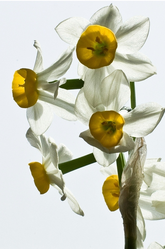 [原创]水仙（新增）