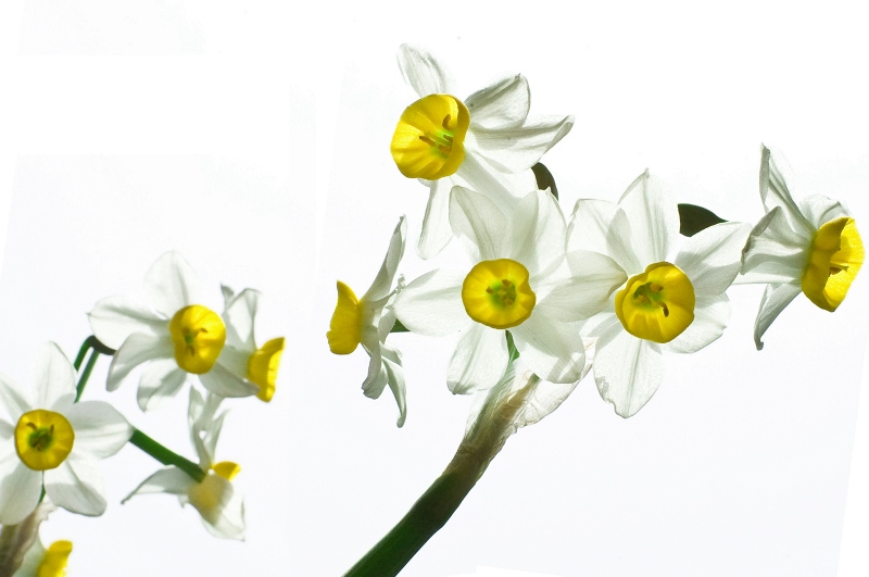 [原创]水仙（新增）