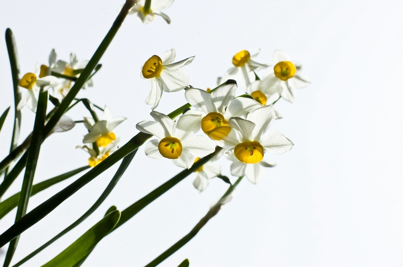 [原创]水仙（新增）