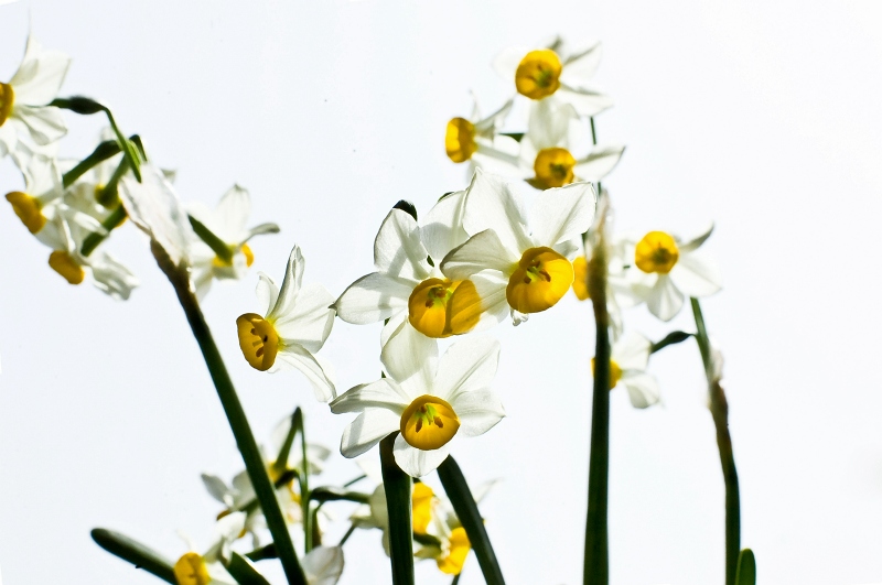 [原创]水仙（新增）