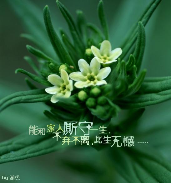 有种爱叫不离不弃