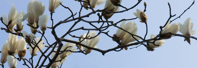 [原创]春意盎然
