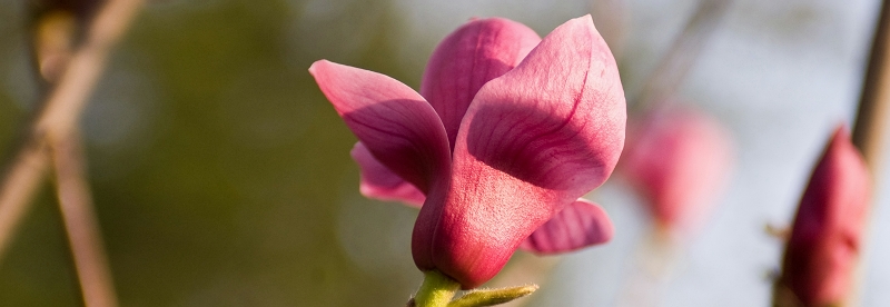 [原创]春意盎然