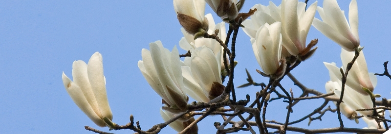 [原创]春意盎然