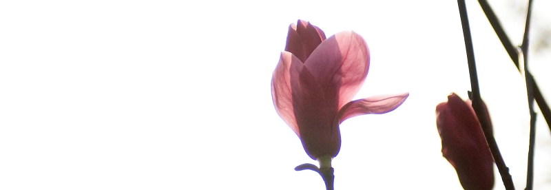 [原创]春意盎然