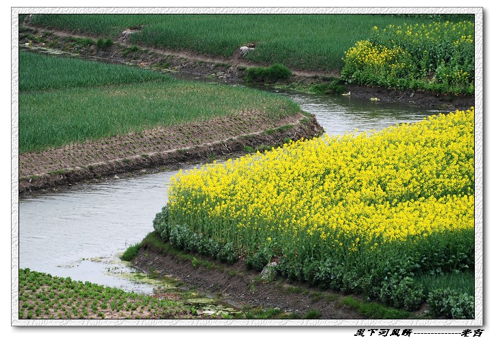 [原创]油菜花开---里下河风情
