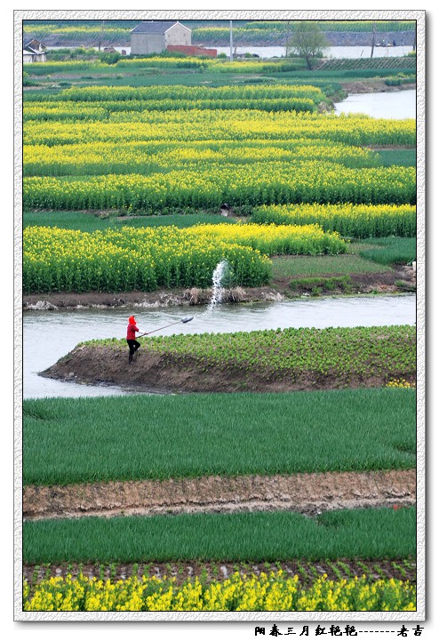 [原创]油菜花开---里下河风情