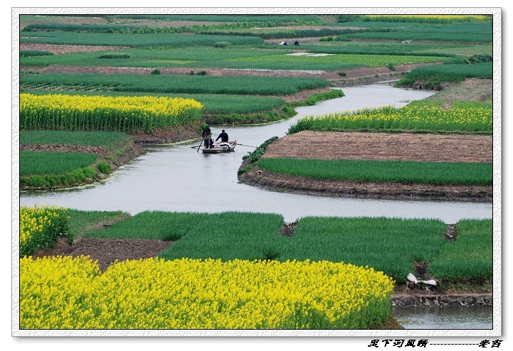 [原创]油菜花开---里下河风情