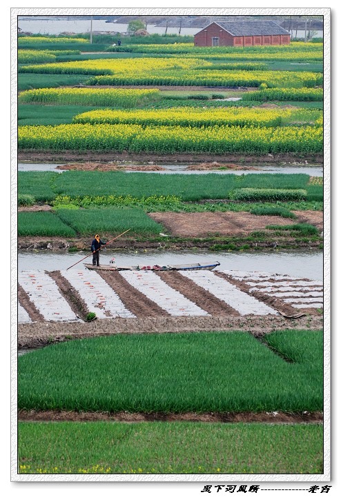 [原创]油菜花开---里下河风情