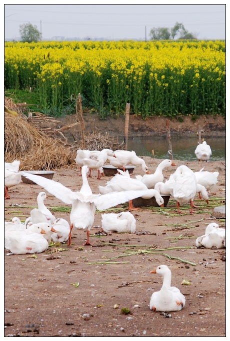 [原创]油菜花开---里下河风情