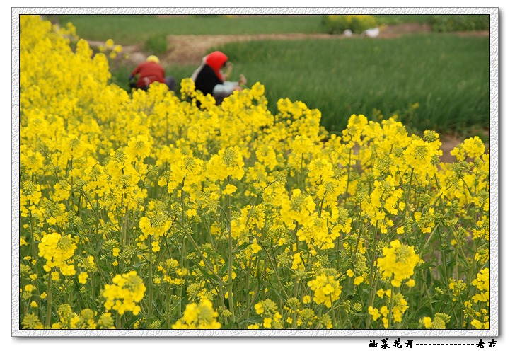 [原创]油菜花开---里下河风情