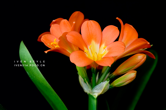[原创][Iven Style]君子兰