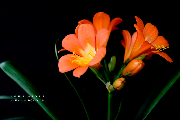 [原创][Iven Style]君子兰