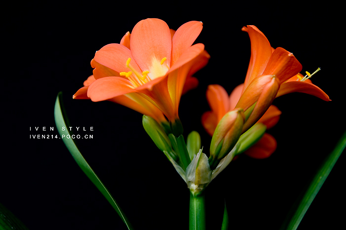 [原创][Iven Style]君子兰