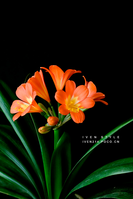 [原创][Iven Style]君子兰