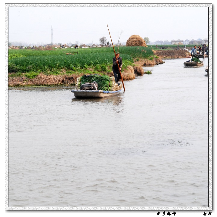 [风光]油菜花开---里下河风情