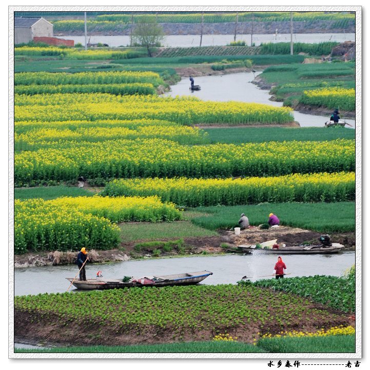 [风光]油菜花开---里下河风情