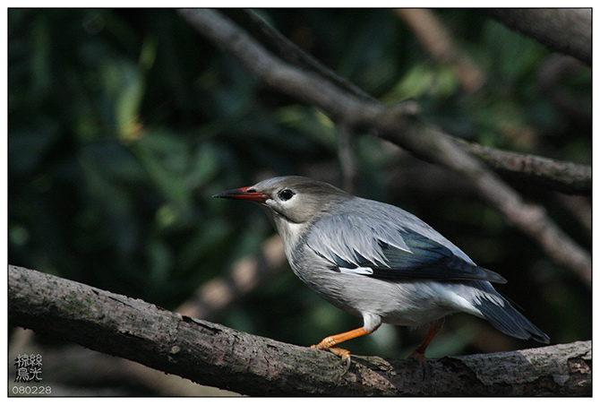 《丝光椋鸟》