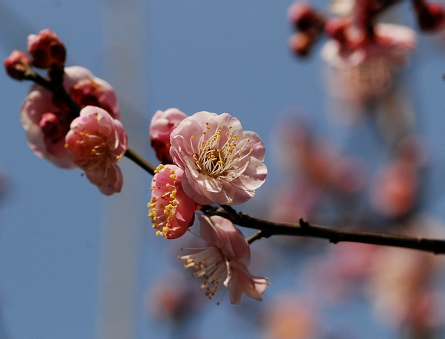 [原创]南通赏梅