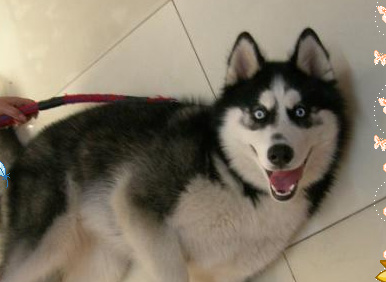 [求助]谁住在城南！帮我留意狗狗！！