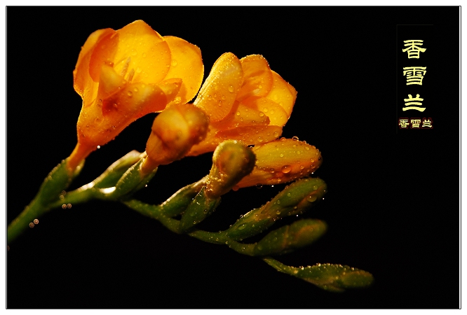[原创]香雪兰