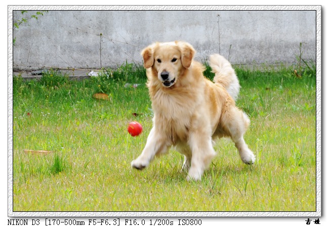[分享]烧了只D3,发二张试片