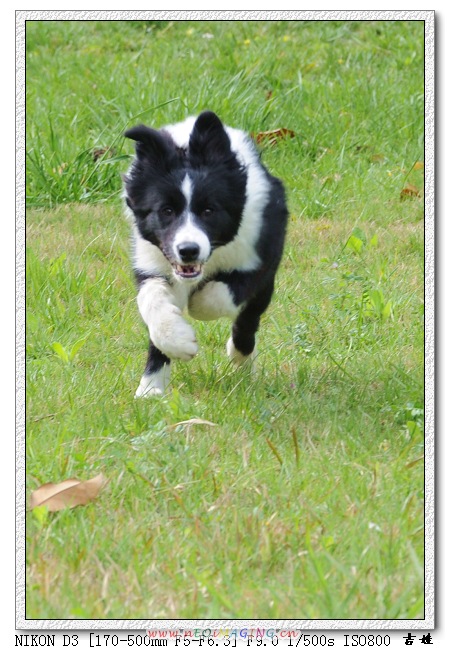 [分享]烧了只D3,发二张试片