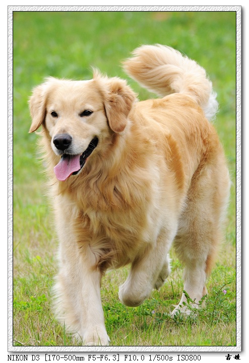 [分享]烧了只D3,发二张试片