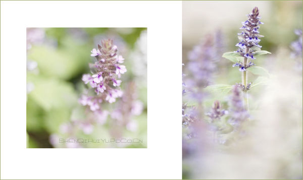 【赏花.赏月.赏神奇】＜＝＝＝