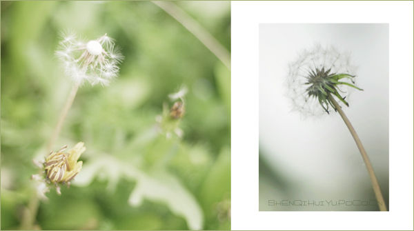 【赏花.赏月.赏神奇】＜＝＝＝