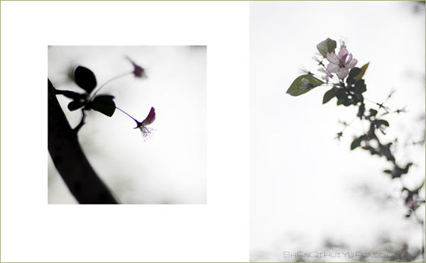 【赏花.赏月.赏神奇】＜＝＝＝