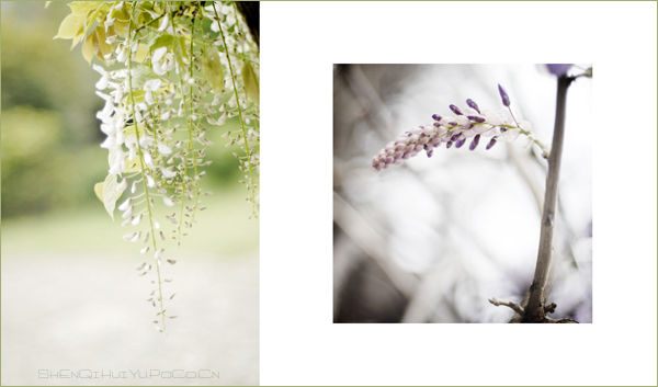 【赏花.赏月.赏神奇】＜＝＝＝