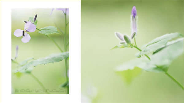 【赏花.赏月.赏神奇】＜＝＝＝