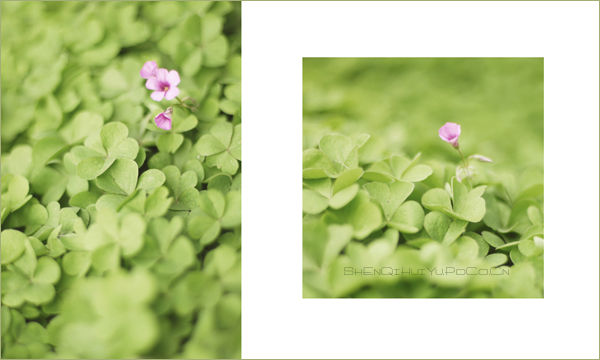 【赏花.赏月.赏神奇】＜＝＝＝